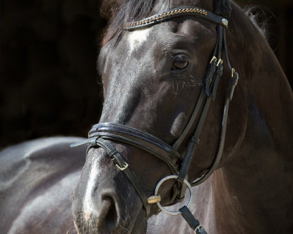 horse Bandit 449 (Württemberger, 2010, from Black Jack 175)