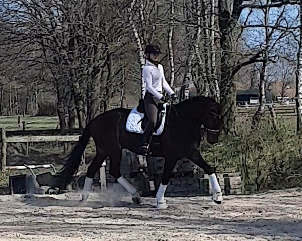 dressage horse Fiodor (Hanoverian, 2016, from Fuechtels Floriscount OLD)