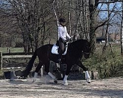 dressage horse Fiodor (Hanoverian, 2016, from Fuechtels Floriscount OLD)