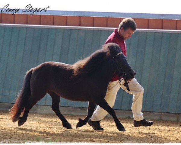 broodmare Paola (Shetland Pony, 2014, from Lex Liebas)
