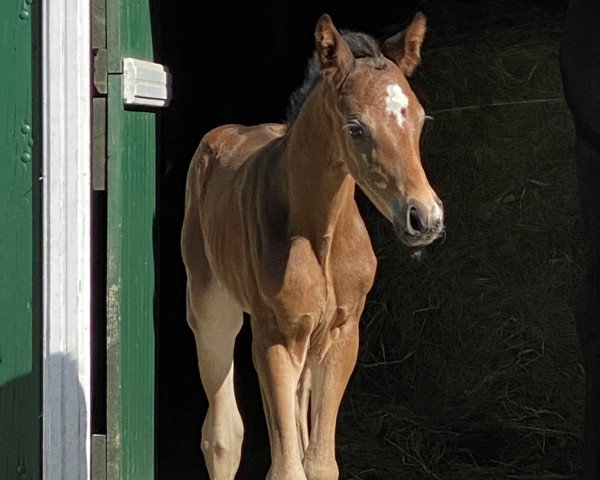 horse San Martino (Oldenburg, 2020, from San Amour I)