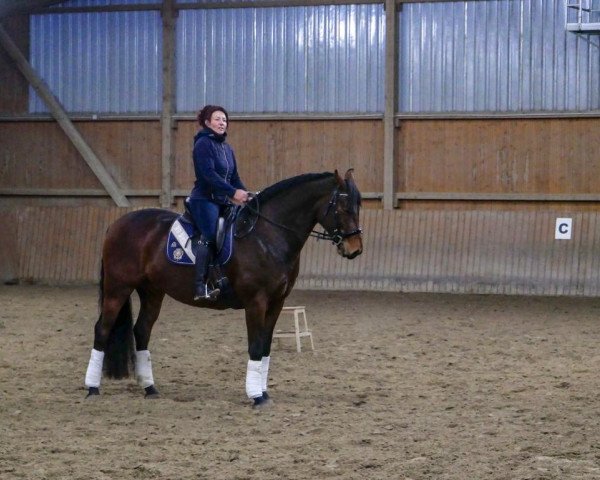 Dressage horse Filiciano (Oldenburger, 2013, from Fürstenball)