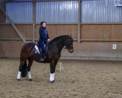 dressage horse Filiciano (Oldenburg, 2013, from Fürstenball)
