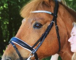 horse Nogger (Swedish Riding Pony, 2002)