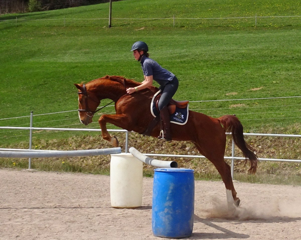 jumper Paragraph C (Hanoverian, 2009, from Perigueux)