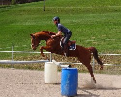 jumper Paragraph C (Hanoverian, 2009, from Perigueux)