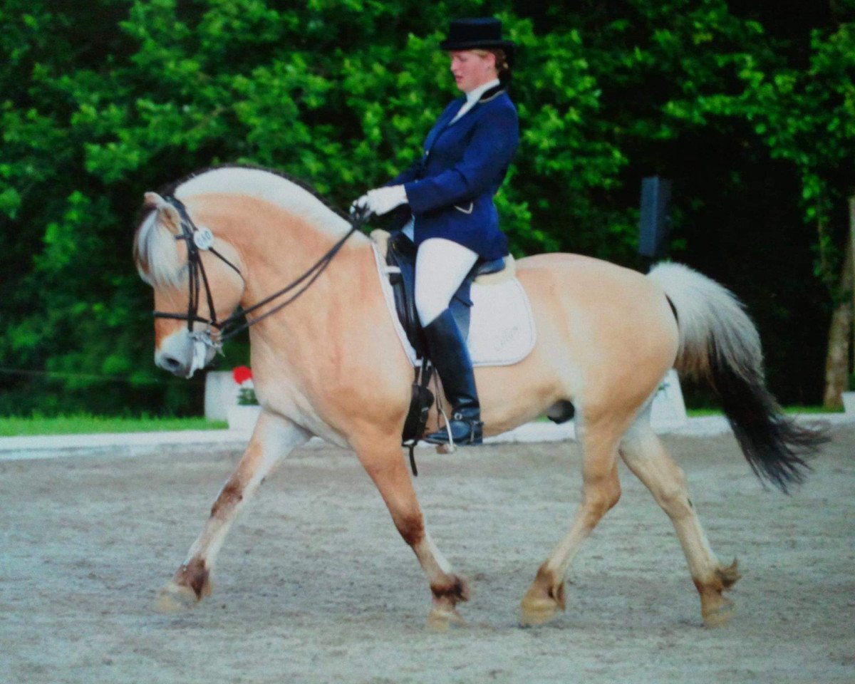 dressage horse Calipso 79 (Fjord Horse, 2001, from Heia Gutt N.2633)