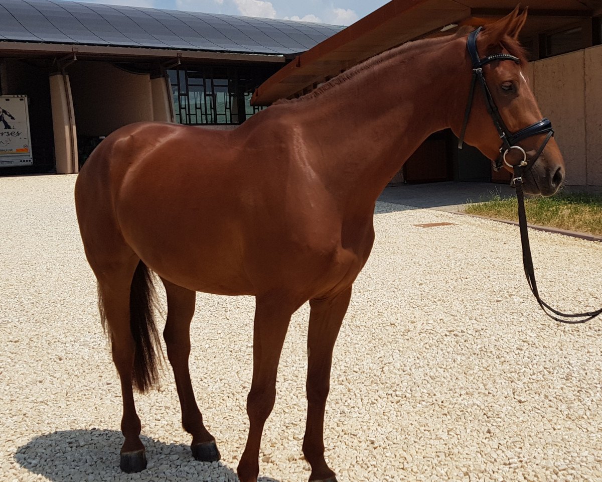 horse Conny dei Castellani (Sella Italiano, 2015, from Calido I)