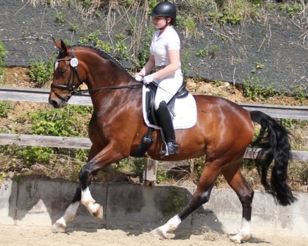 Dressurpferd Fleur de Lys (Oldenburger, 2009, von Fidertanz)