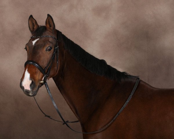 dressage horse Bonny 838 (Hanoverian, 2010, from Barclay 20)