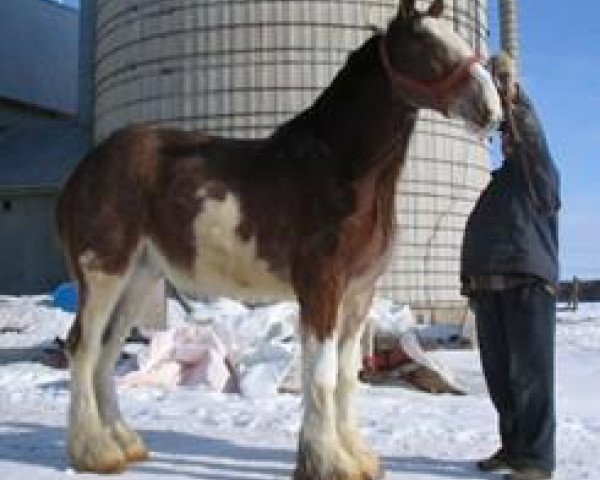 Pferd La Coulèe Doyle Romain (Clydesdale, 2008, von Willow Way Doyle)