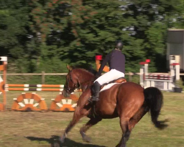 Reitturnier Petershagen-Eldagsen 2015