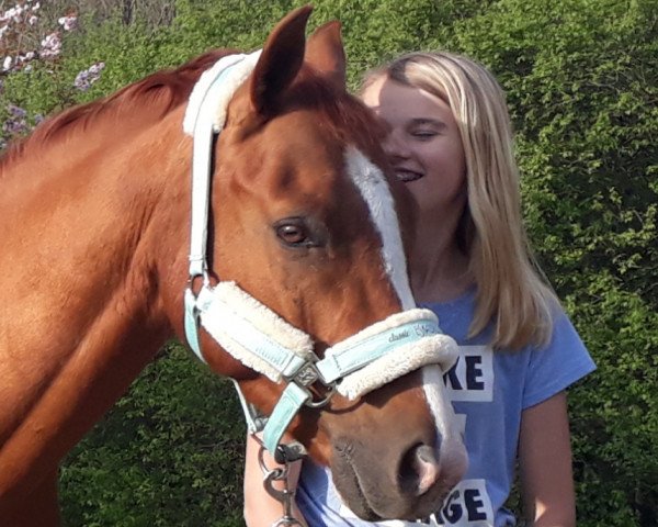horse Dasty 79 (German Riding Pony, 2013, from Dynamit Harry)