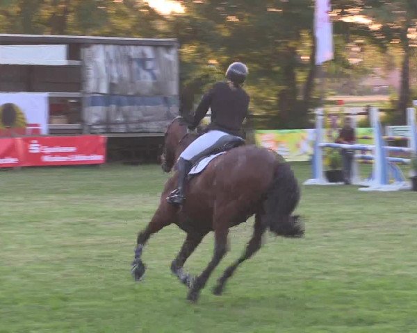 Reitturnier Petershagen-Eldagsen 2015