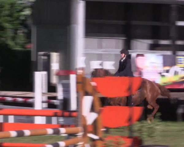 Reitturnier Petershagen-Eldagsen 2015