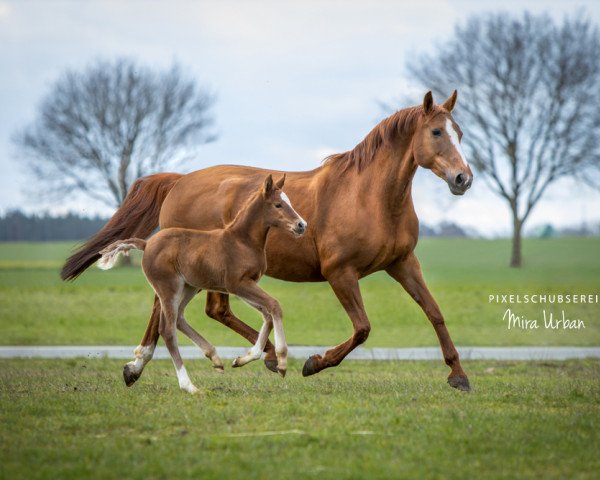Pferd Lady Valentine (Hannoveraner, 2020, von Lamberk's Lord Landcrack)