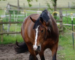 broodmare Vulkano's Queen (Hanoverian, 2011, from Vulkano FRH)