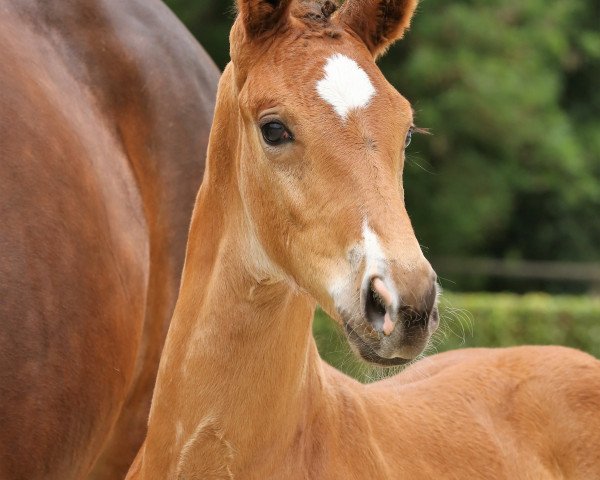 horse Landcrack (Hanoverian, 2019, from Lamberk's Lord Landcrack)