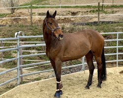 Springpferd Inez (Slowakisches Warmblut, 2013, von Conway-T)