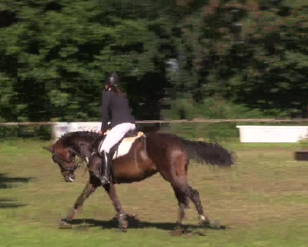 Reitturnier Petershagen-Eldagsen 2015