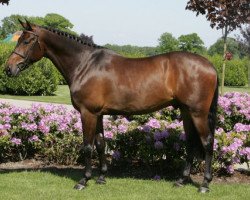 jumper Roelofsen Horse Trucks Eldorado S (KWPN (Royal Dutch Sporthorse), 2009, from Diarado)