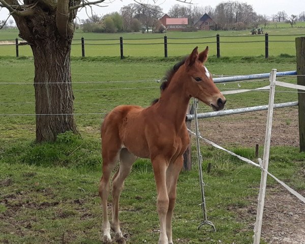 Pferd Harriet F (Westfale, 2020, von High Motion 2)