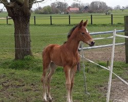 Pferd Harriet F (Westfale, 2020, von High Motion 2)