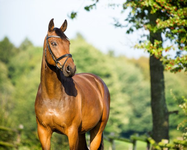 Springpferd Quick Step 63 (Westfale, 2007, von Quality Boy)