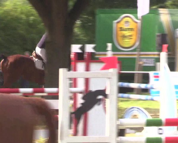 Reitturnier Petershagen-Eldagsen 2015