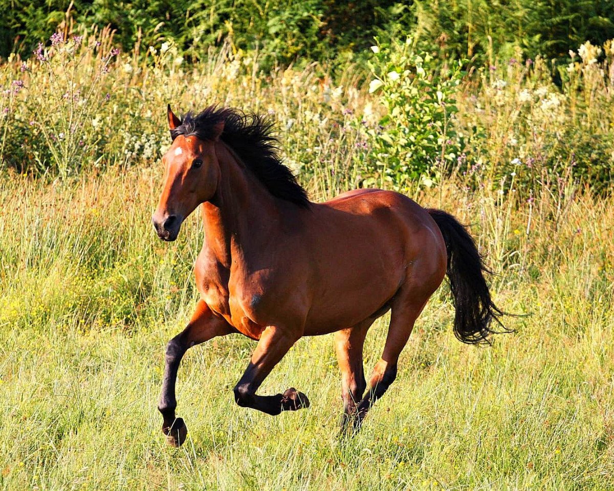 Pferd Flicka (Westfale, 2006, von Fürst Piccolo)