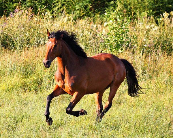 horse Flicka (Westphalian, 2006, from Fürst Piccolo)