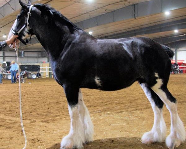 Pferd Keyhole Sydney (Clydesdale, 2011, von Donegal Lord Cain)