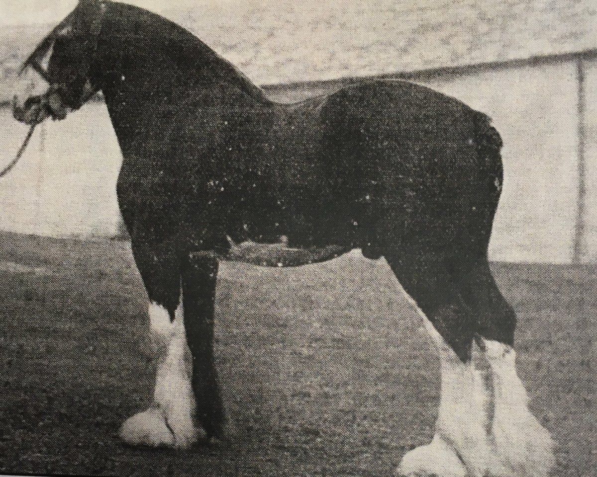 Stallone da monta Craigie Everlasting (Clydesdale, 1930, di Dunure Footprint 15203)