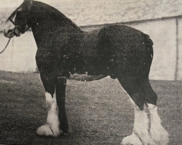 stallion Craigie Everlasting (Clydesdale, 1930, from Dunure Footprint 15203)