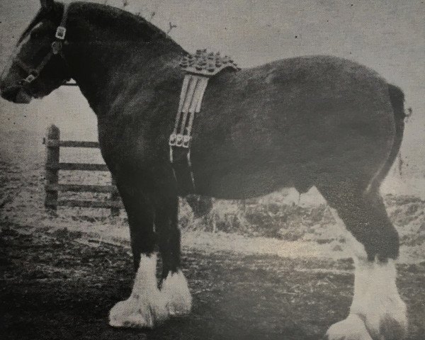 Deckhengst Regal Monarch (Clydesdale, 1946, von Muirton Monarch)