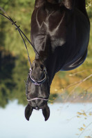 dressage horse Rivell 3 (Westphalian, 2012, from Real Diamond)