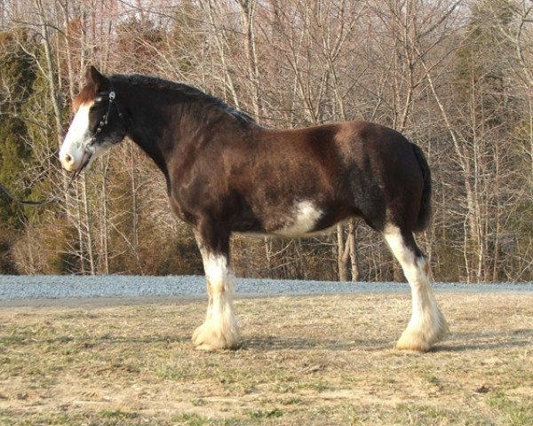 Zuchtstute Tartan Lady Raven (Clydesdale, 1996, von Armageddon's Lord Jacob)