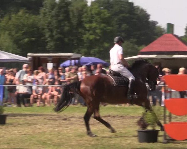 Reitturnier Petershagen-Eldagsen 2015