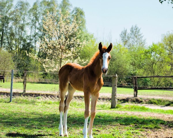horse Viana VK (Hanoverian, 2019, from Viscerado)