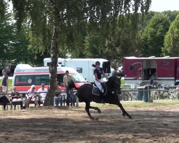 Reitturnier Neuss-Uedesheim 2015