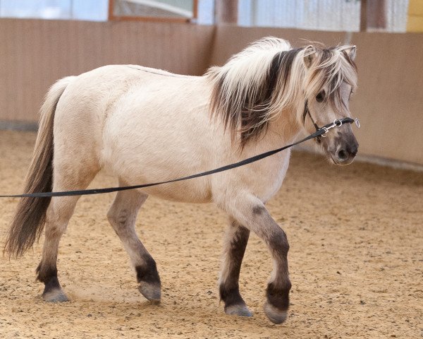 horse Kiano (Fjord Horse, 2014, from Kelvin)
