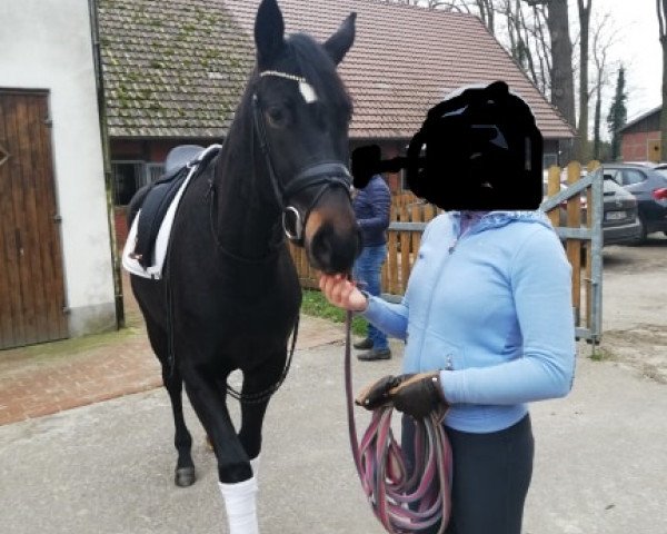 broodmare For Princess GK (Westphalian, 2017, from For Final)