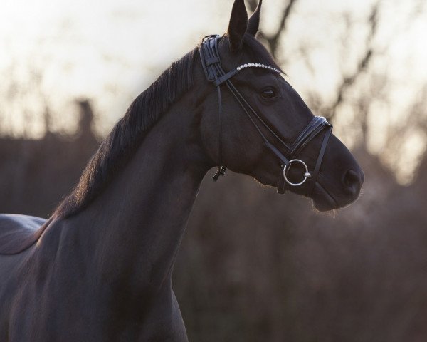 dressage horse Sweet Dreams D (Hanoverian, 2015, from Sir Donnerhall I)
