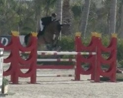 Springpferd Mojito van de Vlasbloemhoeve (Belgisches Warmblut, 2012, von Equistro van de Mispelaere)