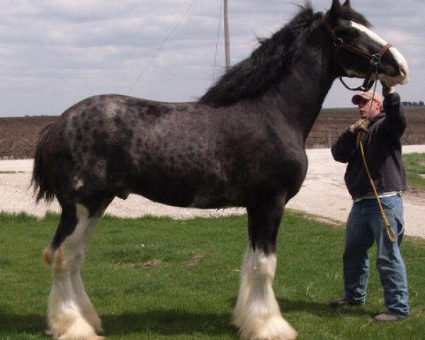 Pferd KDJ's W.S. Skip Away Spike (Clydesdale, 2005, von Belleau W.S. Skip Away)
