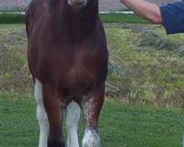 horse K.D.J.'s Spring Lilly (Clydesdale, 2003, from Twelve Oaks Zeke) horse K.D.J.'s Spring Lilly (Clydesdale, 2003, from Twelve Oaks Zeke)