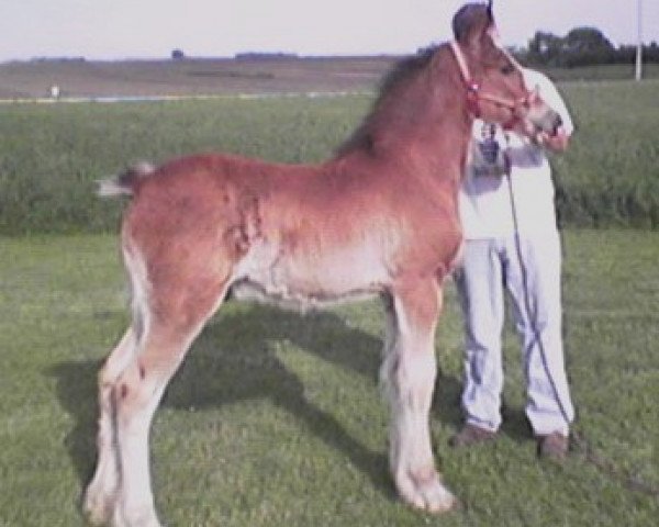 Pferd K.D.J.'s Sargeant Zeke's War Hero (Clydesdale, 2005, von Twelve Oaks Zeke) Pferd K.D.J.'s Sargeant Zeke's War Hero (Clydesdale, 2005, von Twelve Oaks Zeke)