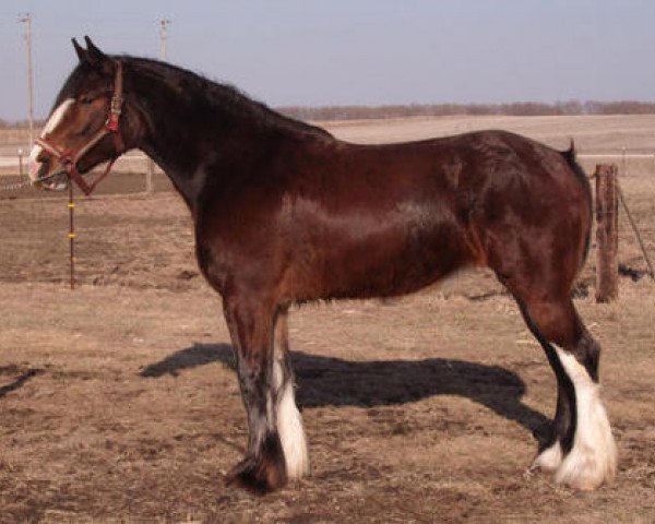 Zuchtstute KDJ's Sapphire Ruby (Clydesdale, 2006, von Greendykes Damien) Zuchtstute KDJ's Sapphire Ruby (Clydesdale, 2006, von Greendykes Damien)