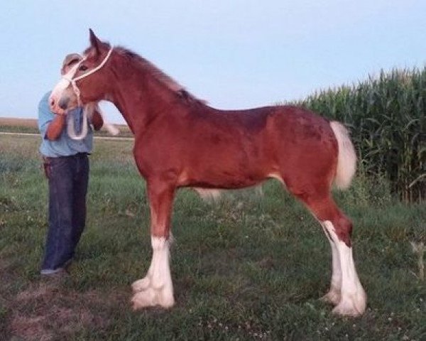Pferd K.D.J.'s Miss Georgia (Clydesdale, 2015, von Pinnacle's Nihilater Extreme) Pferd K.D.J.'s Miss Georgia (Clydesdale, 2015, von Pinnacle's Nihilater Extreme)