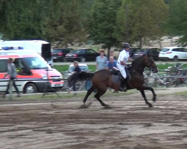 Reitturnier Neuss-Uedesheim 2015